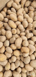 Sprzedam Ziemniaki kaliber 35-55 Odmiana Gala i Melody zapraszam do kontaktu. 