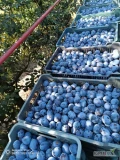 Sprzedam ładne śliwki haganta ze zdjęcia aktualnie rwana w cenie 2, 50 zł kg amers rekord 2 zł kg prezydent 2, 50 zł kg top hit 3 zł...
