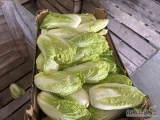 Sprzedam kapustę pekińską z chłodni odsort waga 0.3 -0.5 kg. Towar czysty w środku i zielony. Ilość ok 250 kg