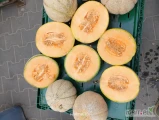 Witam posiadam do sprzedania polskiego melona 