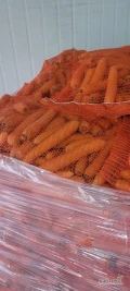 Sprzedam marchew handlowa myta pakowana w worki po10kg kaliber 2-4 ilości paletowe 