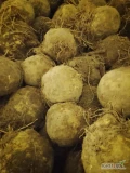 Sprzedam seler korzeniowy na brudno odmiany markiz bardzo dobrze się myje kaliber 0,6-1,2 kg