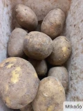 Sprzedam ilości tirowe ziemniaki Gala w workach lub bb. LADNY ZDROWY ZIEMNIAK Z FITO.Zapraszam