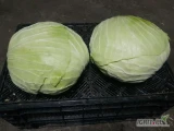 Sprzedam kapustę płaską gołąbkową. Duże ilości. Kapusta dostępna po 15 listopada