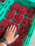 Sprzedam około 6-7 ton porzeczki czerwonej ze zbioru ręcznego. Jakość klasy I, towar marketowy/exportowy przygotowywany na bieżąco, z...