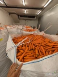 W ofercie marchew myta,kalibrowana,polerowana, opakowanie do uzgodnienia,worek 10 kg,big bag,luz.Różne kalibry ,również odsorty dla...