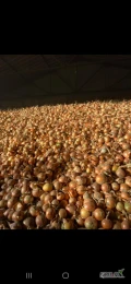 Sprzedam 150 ton cebuli tylko luz cena 50 gr
