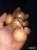Witam ,sprzedam po 300 kg cebuli żółtej i czerwonej na wysadke kaliber od 3 do 5 cm.uprzejmie zapraszam do kontaktu.