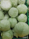 Sprzedam kapustę na przemysł Padoc, ładne duże główki 2,5-5 kg większość powyżej 3.
