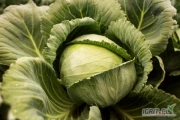 Sprzedam kapustę ekologiczną – duże ilości!