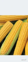 Sprzedam kukurydzę słodką 