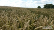 Sprzedam pszenicę ozimą bezpośrednio z gospodarstwa w ilości 70 ton o zawartość białka 13,1; gluten 29, gęstość 77.