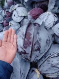 Sprzedam kapustę czerwoną, zdrowy towar, ilości mniejsze i większe pakowanie do uzgodnienia worek 10 lub 20 kg, big bag, karton box. 