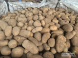 Sprzedam ziemniaki jadalne 5+ żółte ilości tirowe bigbag luz worek do uzgodnienia 