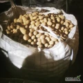 Sprzedam ziemniaki jadalne odmian Melody kal 5 + opakowanie worek 15 big bag