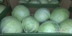 Sprzedam kapustę biała kaliber 1-3,5 kg opakowanie do uzgodnienia. 
