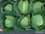 Sprzedam kapustę włoską ilości paletowe 