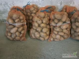 Sprzedam ziemniak Soraya kaliber 55+ z jasnej ziemi ilości tirowe i mniejsze opakowanie Bigbag lub luz 
