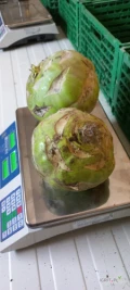 Witam,  sprzedam około 50t kalarepy Kossak czysta I zdrowa w środku, kaliber 1-3kg.  Cena 2,6zł do negocjacji. Możliwość...