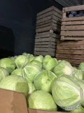 Sprzedam kapustę biała ilości tirowe