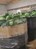 Sprzedam Kapustę Włoską - ilości tirowe. Kaliber od 1kg do 3,5 kg.