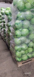 Sprzedam Kapustę Białą,Włoską,Czerwoną -Ilości Tirowe. Kaliber od 1 kg do 3,5 kg. Na EXPORT - Badania Fitosanitarne + Pełna odprawa...