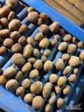 Sprzedam ziemniaki jadalne żółte 45+