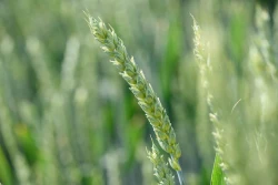 Czy warto uprawiać pszenice jare?