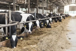Wyzwania w produkcji mleka