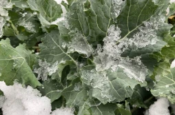 Kondycja rzepaku przed zimą