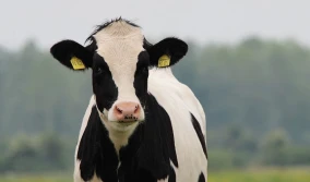 17 milionów złotych kary dla dwóch producentów pasz dla zwierząt