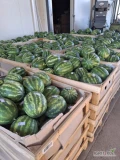 Sprzedam arbuzy – Serbia
