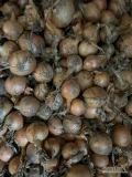 Cebula do obierania. Ilości tirowe, import, dostawa do klienta lub odbiór z Nl. Dostępne cały rok. Www.river-onions.nl 