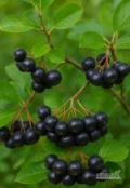 Aronia (zrywana ręcznie) bez nawozów