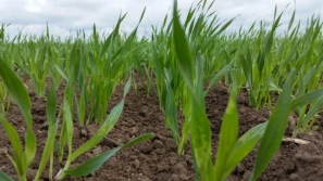 Jesienne zasiewy ozimin