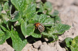 IOR: pierwsze chrząszcze stonki ziemniaczanej już są...