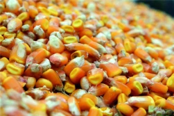 Początek czerwca'25 - zboża w większości tanieją