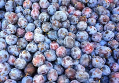 Śliwka tania czy droga? - ceny na rynkach hurtowych