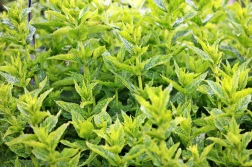 Ruszył nabór na wsparcie inwestycji w przetwarzanie produktów rolnych