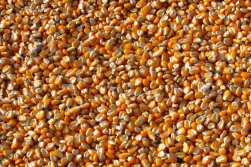 PIORiN radzi: co zrobić, gdy meteriał siewny nie spełnia oczekiwań