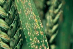 Skuteczna wiosenna walka z mączniakiem