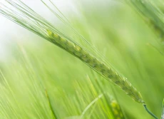 Jęczmień jary – kompromis czy świadomy wybór?