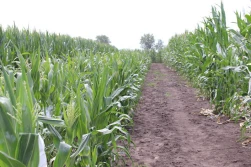 PIORiN: w Polsce nie prowadzi się upraw GMO