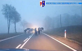 Stado zwierząt spacerowało drogą... - wideo