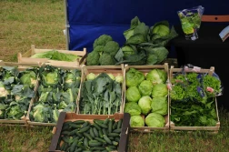 Nowości od Syngenty w uprawach warzywnych i nie tylko