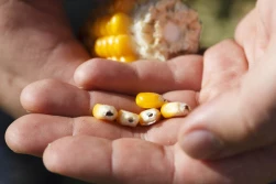 Kukurydza - zabezpieczenie materiału siewnego