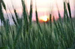 Nowości w ochronie zbóż od Syngenty na 2025 rok