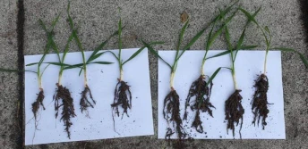 Nawozowe zaprawy donasienne w uprawie zbóż