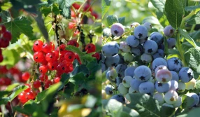 Królowa jagodowych: porzeczka czy borówka?