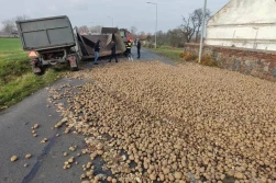 Ucierpiały tylko... ziemniaki